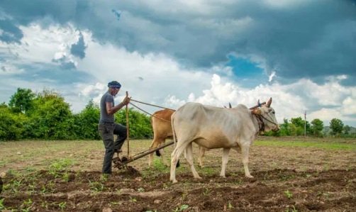 किसानों