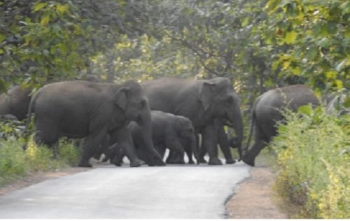 दंतैत हाथियों ने एक बार फिर दी दस्तक, वन विभाग ने जारी किया अलर्ट