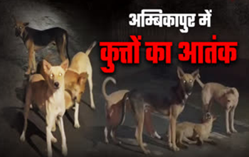 अंबिकापुर में कुत्तों का बढ़ता आतंक: बच्चे पर हमला, लोगों में दहशत