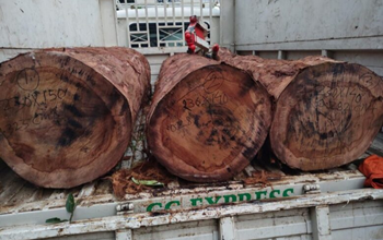 वाड्रफनगर वन विभाग की सतत कार्रवाई, दो दिनों में दो पिकअप अवैध लकड़ी समेत जप्त