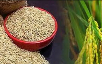 शत-प्रतिशत अनुपातिक चावल जमा न करने पर होगी कार्रवाई, कोरबा में 1.31 लाख मीट्रिक टन चावल जमा