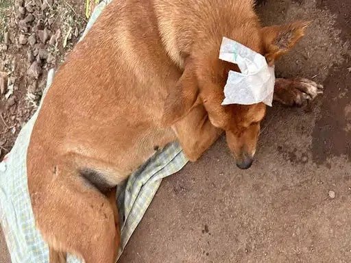 भिलाई में पशु क्रूरता: एसयूवी चालक ने स्ट्रीट डॉग को बेरहमी से घसीटा, FIR दर्ज