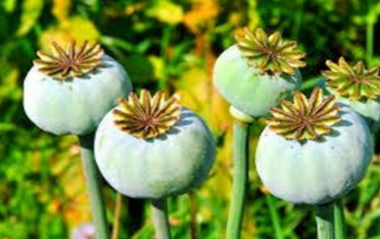 खूंटी पुलिस का बड़ा अभियान: सेटेलाइट के जरिए अफीम की खेती पर नजर