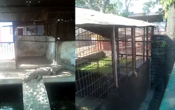 पूर्व विधायक के घर IT छापा: 155 करोड़ की टैक्स चोरी का बड़ा खुलासा, तीन जिंदा मगरमच्छ मिले!