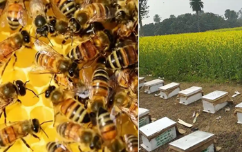 अतिरिक्त आमदनी का बेहतरीन जरिया: मधुमक्खी पालन में किसानों की बढ़ती रुचि