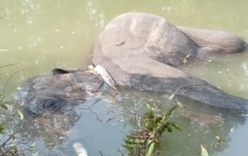 हाथी की मौत मामले में बिजली कर्मी गिरफ्तार: लापरवाही ने ली वन्य जीव की जान