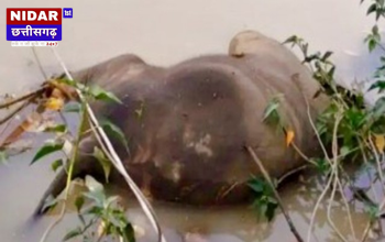 CG BREAKING: 8 माह के हाथी शावक की दर्दनाक मौत, वन विभाग जांच में जुटा