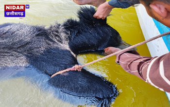 तांदुला डैम में संदिग्ध हालत में मिली भालू की लाश, बिना पंचनामा और पोस्टमार्टम के शव गायब!