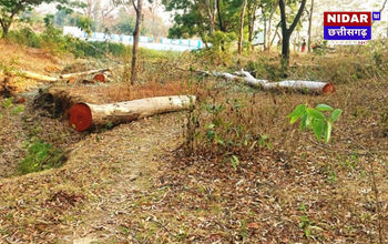 एसईसीएल ने नियमों को दरकिनार कर नीलगिरी के पेड़ कटाई की इजाजत दी?