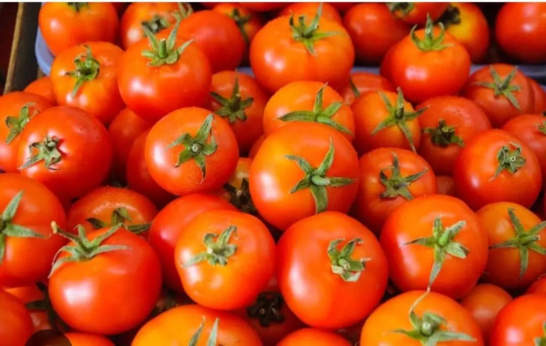 टमाटर की स्मार्ट खेती से किसान को ₹5.60 लाख का मुनाफा – छत्तीसगढ़ में तकनीकी खेती बनी बदलाव की मिसाल