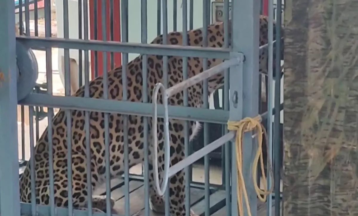 कांकेर में आतंक का अंत: 6 लोगों पर हमला करने वाला आदमखोर तेंदुआ पिंजरे में कैद, इलाके में दहशत खत्म