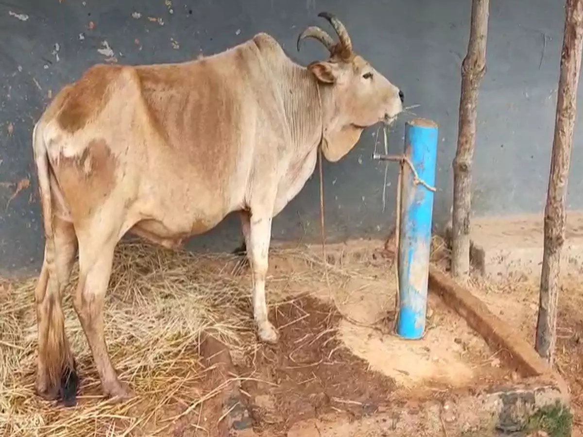 पेंड्रा, छत्तीसगढ़: जल जीवन मिशन की विफलता, ग्रामीण नलों में बांध रहे मवेशी