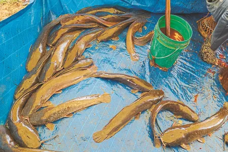 प्रतिबंध के बावजूद बाजारों में धड़ल्ले से बिक रही 'नरभक्षी' मांगूर, स्वास्थ्य और पर्यावरण के लिए बन रही बड़ा खतरा