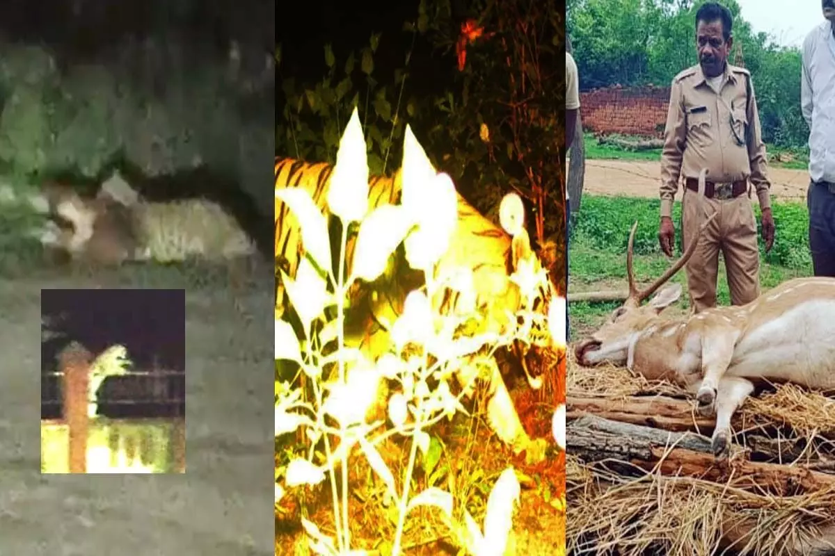  छत्तीसगढ़ में जंगल का आतंक: कहीं बाघ की दहाड़, कहीं तेंदुए की दस्तक, शहरों में दहशत का माहौल