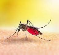 यह साधारण मच्छर नहीं, 'टाइगर' है! जानें दिन में हमला करने वाले डेंगू के मच्छर की 5 अचूक पहचान