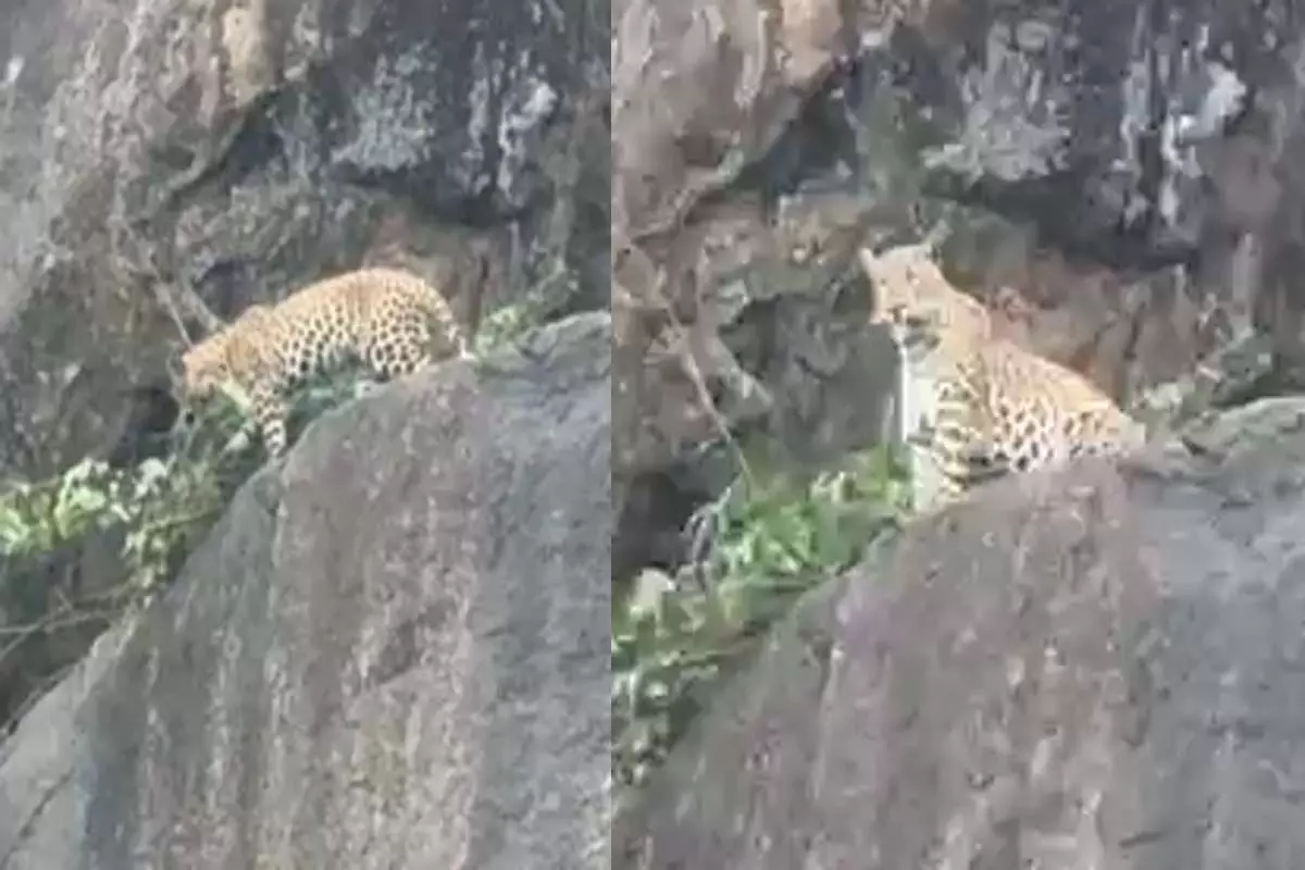 कांकेर में 'जंगल का राजा' बेखौफ: शहर की पहाड़ी पर आराम फरमाते तेंदुए का वीडियो वायरल, लोगों में दहशत