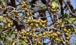 छत्तीसगढ़ का 'ब्लैक फॉरेस्ट फ्रूट' तेंदू: स्वाद, सेहत और कमाई का खजाना