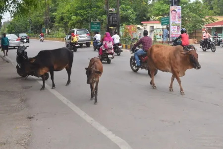 कैटल फ्री जोन बना दिखावा! रायपुर की सड़कों पर मवेशियों का कब्जा, जान जोखिम में डाल चल रहे वाहन चालक