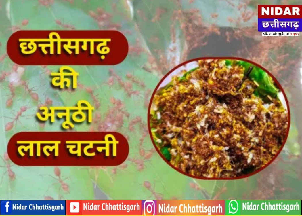 बस्तर का अनोखा 'सुपरफूड': लाल चींटियों की यह खट्टी-तीखी चटनी है सेहत का खजाना, नाम सुनते ही मुंह में आ जाएगा पानी