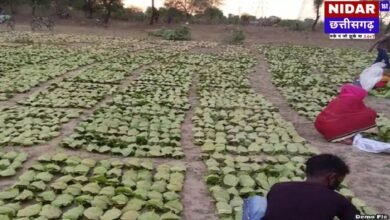 राजनांदगांव तेंदूपत्ता घोटाला: 93 लाख के पत्ते गायब, जांच पर लीपापोती का आरोप