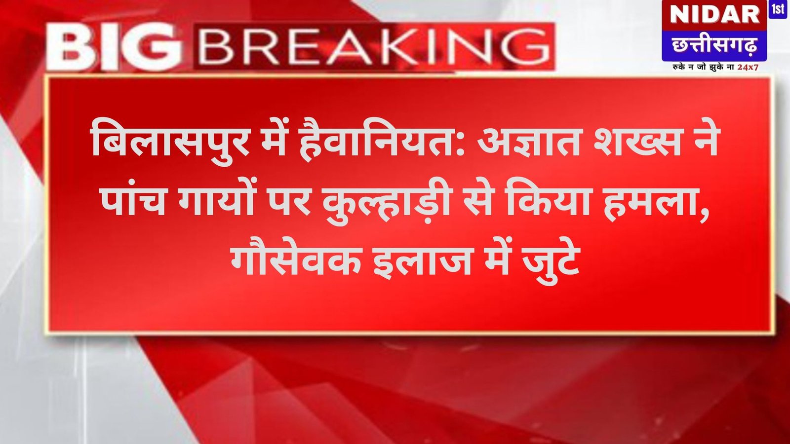 बिलासपुर में हैवानियत: अज्ञात शख्स ने पांच गायों पर कुल्हाड़ी से किया हमला, गौसेवक इलाज में जुटे
