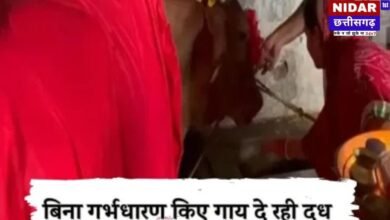 कोरबा में अनोखा मामला: बिना मां बने दूध दे रही गाय, 'कामधेनु' मानकर पूजा करने उमड़ी भीड़