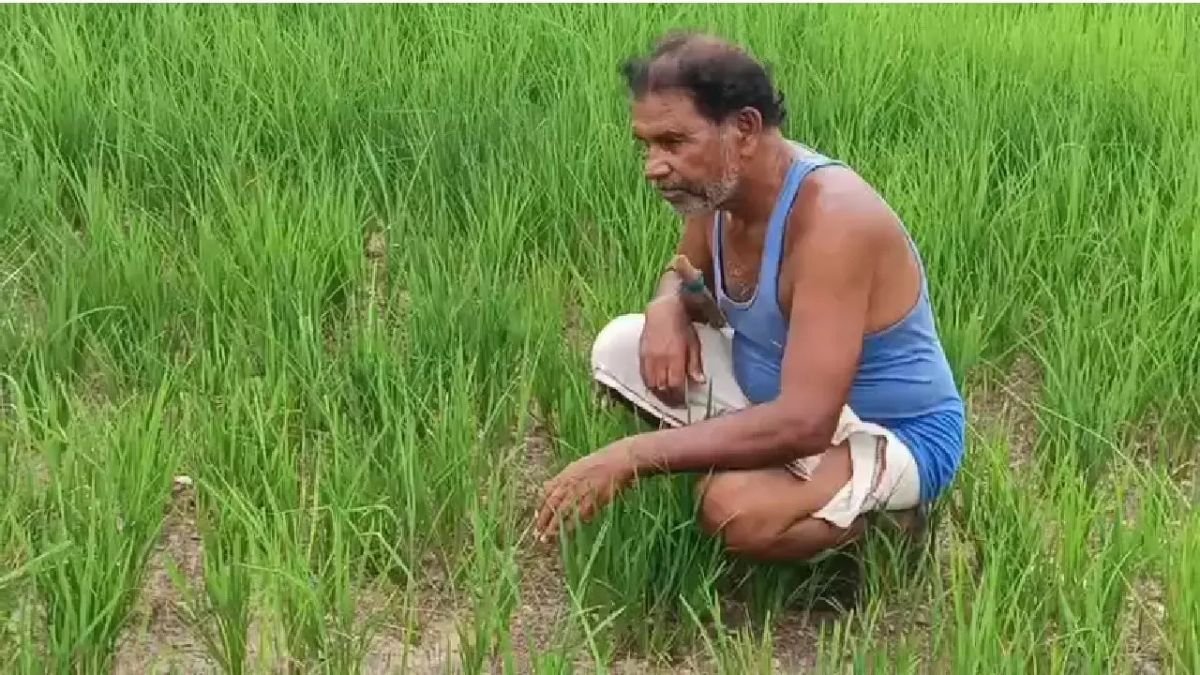 आसमान से आग, धरती में दरारें: छत्तीसगढ़ में सूखे की आहट, किसानों की गुहार- 'गंगरेल का पानी छोड़ो, फसल बचाओ' छत्तीसगढ़ के बलौदाबाजार जिले में किसानों की आंखें आसमान पर टिकी हैं, लेकिन बादल हैं कि बरसने का नाम ही नहीं ले रहे। मानसून की बेरुखी ने अन्नदाताओं के माथे पर चिंता की लकीरें खींच दी हैं। खेतों में गहरी दरारें पड़ चुकी हैं और धान की लहलहाती फसल पीली पड़कर दम तोड़ रही है। किसानों ने अब सरकार से मदद की गुहार लगाते हुए गंगरेल बांध से पानी छोड़ने की मांग की है। खेतों में दरारें, दम तोड़ रही धान की फसल पिछले 15 दिनों से जिले में बारिश की एक बूंद नहीं गिरी है। इसका नतीजा यह है कि खेतों की नमी पूरी तरह खत्म हो चुकी है और धरती फटने लगी है। एक अनुमान के मुताबिक, जिले के 70% से अधिक खेत सूखने की कगार पर हैं। किसानों की महीनों की मेहनत पर पानी फिरता नजर आ रहा है, क्योंकि धान के पौधे सिंचाई के अभाव में मुरझाकर पीले पड़ने लगे हैं। डीजल और बिजली का बढ़ता बोझ, कर्ज में डूब रहा किसान अपनी फसल को बचाने की आखिरी कोशिश में किसान दिन-रात एक किए हुए हैं। वे तीन से चार पंप लगाकर किसी तरह खेतों तक पानी पहुंचाने की जद्दोजहद कर रहे हैं। लेकिन यह कोशिश उनकी जेब पर भारी पड़ रही है। डीजल और बिजली का खर्च इतना बढ़ गया है कि खेती की लागत दोगुनी हो गई है। छोटे और मझोले किसानों के लिए यह अतिरिक्त बोझ उठाना लगभग नामुमकिन हो गया है, जिससे उन पर कर्ज का संकट गहराने लगा है। अब बस एक ही आस - 'गंगरेल बांध से मिले पानी' निराशा के इस आलम में किसानों को अब सिर्फ प्रशासन से ही उम्मीद है। उन्होंने एकजुट होकर सरकार से मांग की है कि गंगरेल बांध से नहरों में तुरंत पानी छोड़ा जाए, ताकि उनकी मरती हुई फसल को जीवनदान मिल सके। किसानों ने साफ चेतावनी दी है कि अगर एक हफ्ते के भीतर नहरों में पानी नहीं छोड़ा गया, तो उनकी पूरी फसल चौपट हो जाएगी और वे बर्बाद हो जाएंगे। मेहनत और कर्ज के बीच फंसा अन्नदाता यह संकट सिर्फ किसानों की मेहनत का नहीं, बल्कि पूरे जिले की अर्थव्यवस्था का है। अगर फसल बर्बाद हुई तो किसानों पर कर्ज का बोझ बढ़ेगा, बाजार में धान की आवक घटेगी और महंगाई बढ़ेगी। अब देखना यह है कि प्रशासन किसानों की इस गुहार पर कितनी जल्दी कार्रवाई करता है और अन्नदाता को इस सूखे के संकट से उबार पाता है।