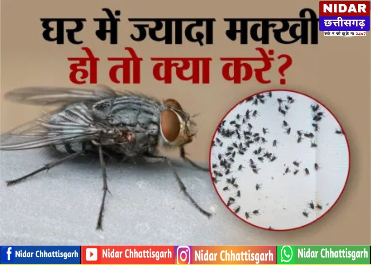 घर में भिनभिनाती मक्खियों से हैं परेशान? अपनाएं ये 5 असरदार और सुरक्षित घरेलू उपाय