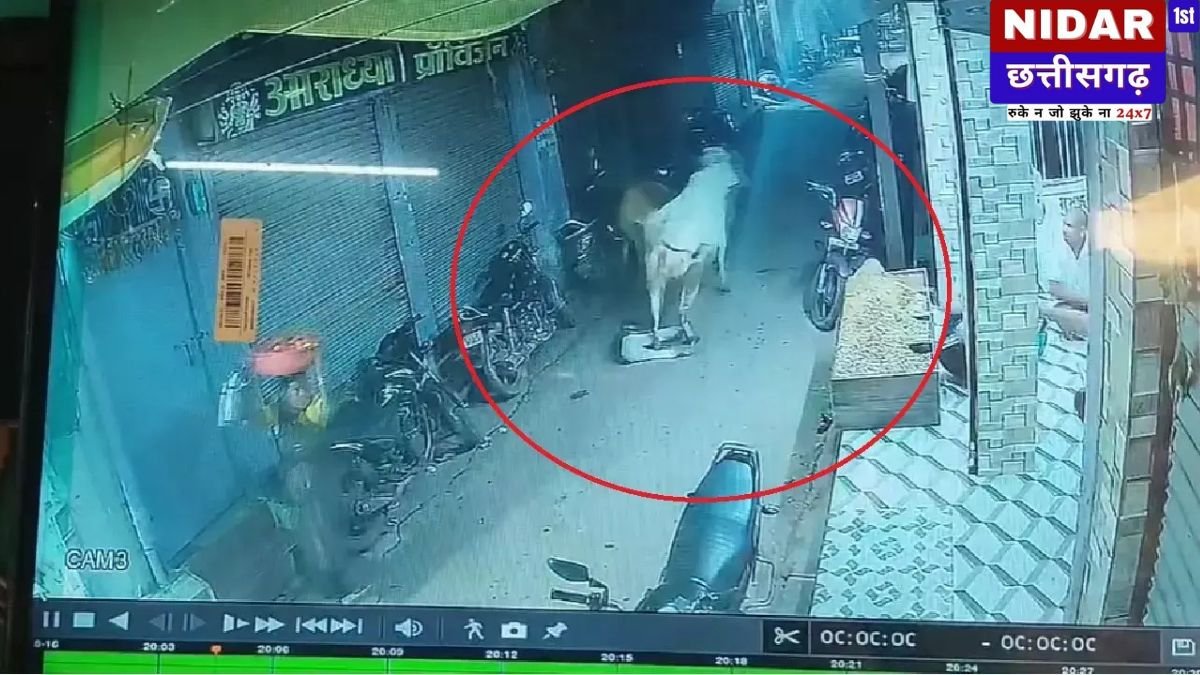 दो सांडों की लड़ाई में फंसा 5 साल का मासूम, सड़क पर पटककर रौंदा, रोंगटे खड़े कर देगा CCTV वीडियो