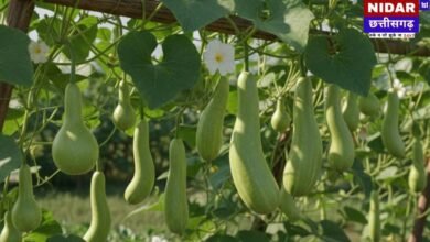 सर्दियों में उगाएं ताज़ी लौकी: घर पर ही पाएं हरी-भरी सब्ज़ियां!