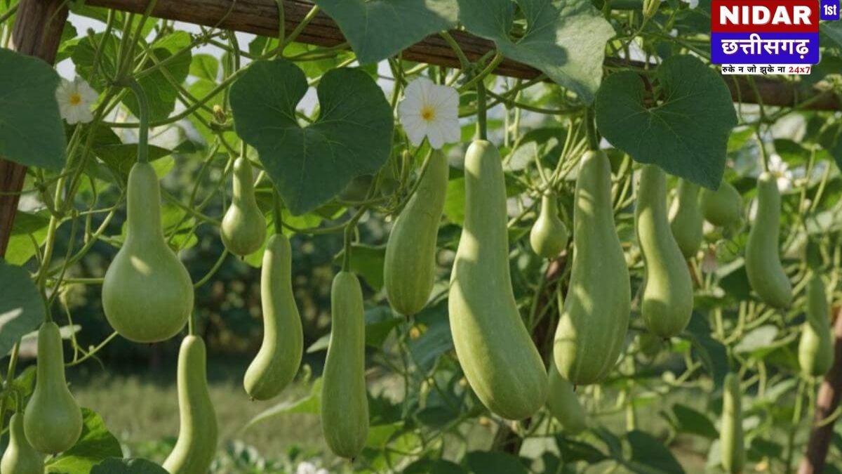 सर्दियों में उगाएं ताज़ी लौकी: घर पर ही पाएं हरी-भरी सब्ज़ियां!