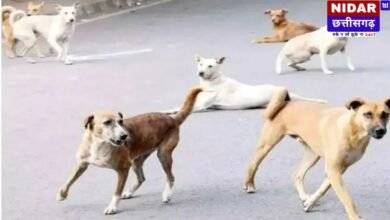 शहर में आवारा कुत्तों की बढ़ती समस्या: समाधान की राह में बाधाएँ और नई उम्मीद