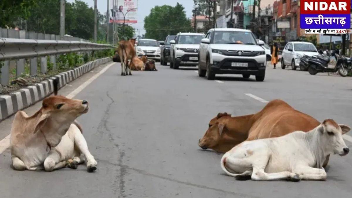 बिलासपुर में दर्दनाक सड़क हादसा: तेज रफ्तार ट्रेलर ने 3 गायों को रौंदा, मौत