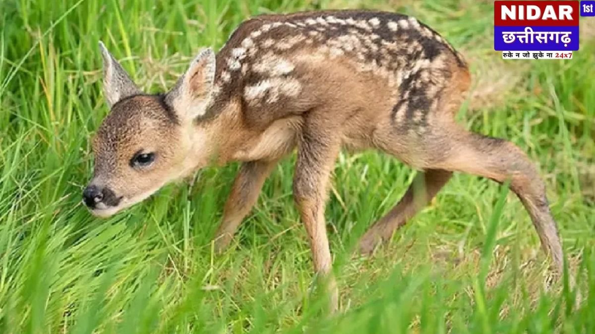 मध्य प्रदेश के प्रसिद्ध आश्रम से हिरण का बच्चा बरामद, महंत समेत 4 पर केस दर्ज