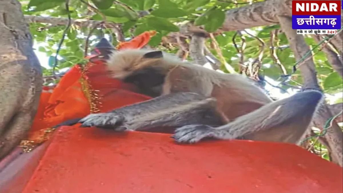 हनुमान मंदिर के गुंबद पर वानर ने त्यागे प्राण, श्रद्धा में झुकी भीड़