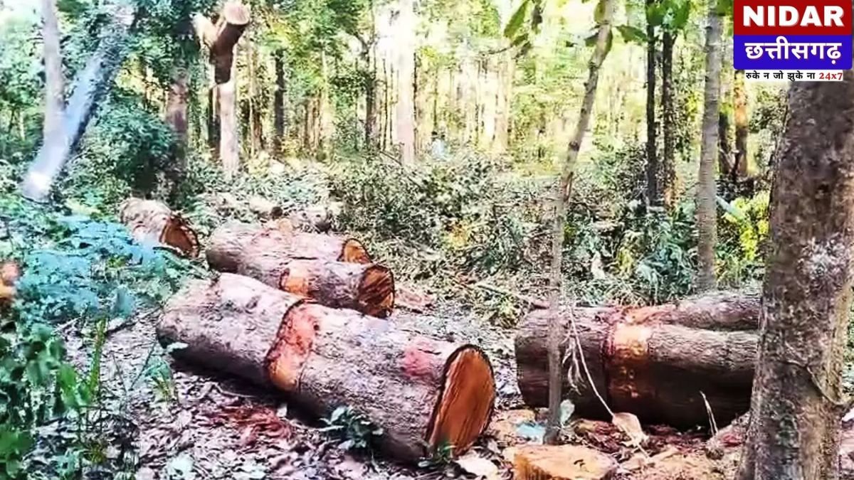 छत्तीसगढ़: कूप कटाई के नाम पर बीजापुर में हरे पेड़ों का कत्लेआम, खैरागढ़ में पीपल काटने वाले दो आरोपी गिरफ्तार