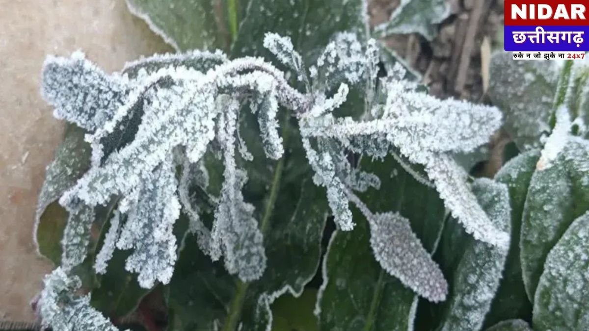Ambikapur Weather Update: छत्तीसगढ़ में कड़ाके की ठंड: अंबिकापुर में टूटा रिकॉर्ड, मैनपाट में जमने लगी बर्फ, 31 दिसंबर तक रेड अलर्ट जारी