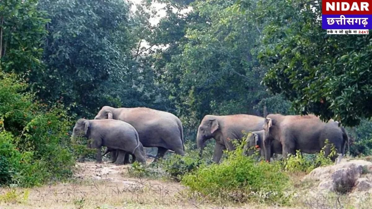 CG Elephant Attack: धान की रखवाली कर रही बुजुर्ग महिला को हाथी ने पटककर मार डाला, सरगुजा में भी बरपा कहर