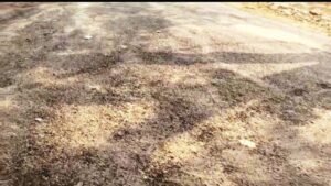 भ्रष्टाचार की भेंट चढ़ी पीएम सड़क योजना: छत्तीसगढ़ के खड़गवां में उंगलियों से उखड़ रही डामर, सुशासन के दावों पर उठे सवाल