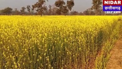 सरसों की खेती से महकी सीसदेवरी की धरती: बसंत में लहलहाती फसल ने खोली किसानों की खुशहाली की राह