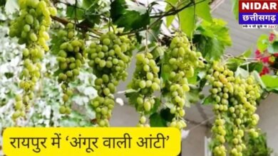 Urban Gardening: रायपुर की ‘अंगूर वाली आंटी’ ने कंक्रीट के जंगल में उगाया स्वर्ग, छत पर लटक रहे अंगूरों के गुच्छे देख हो जाएंगे हैरान!