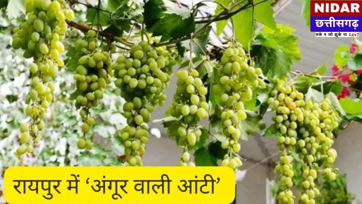 Urban Gardening: रायपुर की ‘अंगूर वाली आंटी’ ने कंक्रीट के जंगल में उगाया स्वर्ग, छत पर लटक रहे अंगूरों के गुच्छे देख हो जाएंगे हैरान!