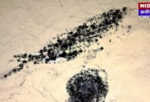 Dhamtari Crime News: नर्सरी में खुदाई के दौरान निकला Human Skeleton! रेत माफियाओं के काले खेल का खौफनाक खुलासा