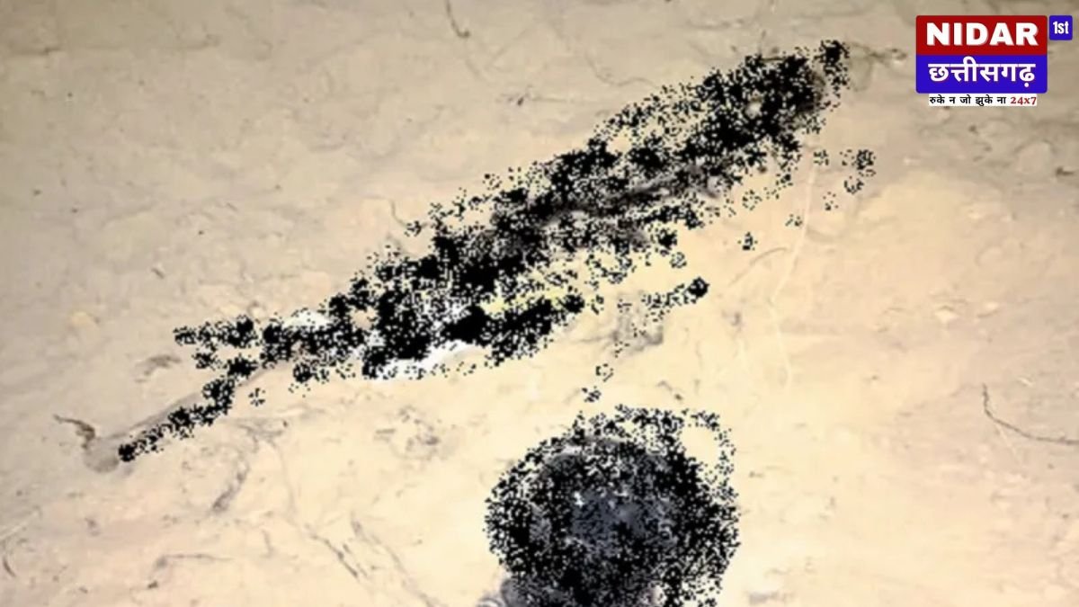 Dhamtari Crime News: नर्सरी में खुदाई के दौरान निकला Human Skeleton! रेत माफियाओं के काले खेल का खौफनाक खुलासा