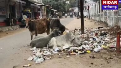 सड़कों पर गाय छोड़ी तो ₹1000 का जुर्माना! घर के बाहर कचरा फेंका तो ₹500 की कटेगी रसीद—Nagar Palika का कड़ा एक्शन!