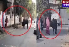 Raipur में सांड का आतंक! 'Tiger Is Back' वीडियो देख थम जाएंगी सांसें, बाल-बाल बचीं 2 महिलाएं