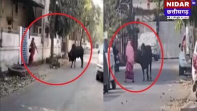 Raipur में सांड का आतंक! 'Tiger Is Back' वीडियो देख थम जाएंगी सांसें, बाल-बाल बचीं 2 महिलाएं