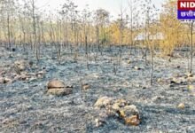 Bilaigarh Fire News: 42,000 Plants Burnt! Rail Corridor में भीषण आग से करोड़ों का नुकसान, Officials पर उठे सवाल