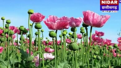 दुर्ग: ज्वार के खेत में छिपाई थी अफीम की फसल, पुलिस की छापेमारी में डेढ़ एकड़ अवैध खेती का खुलासा