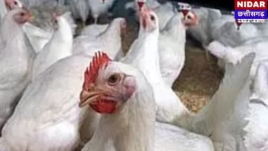 बिलासपुर में बर्ड फ्लू का हड़कंप, 10 किमी का दायरा सील; मुर्गी-अंडा बेचने पर लगी पूर्ण पाबंदी